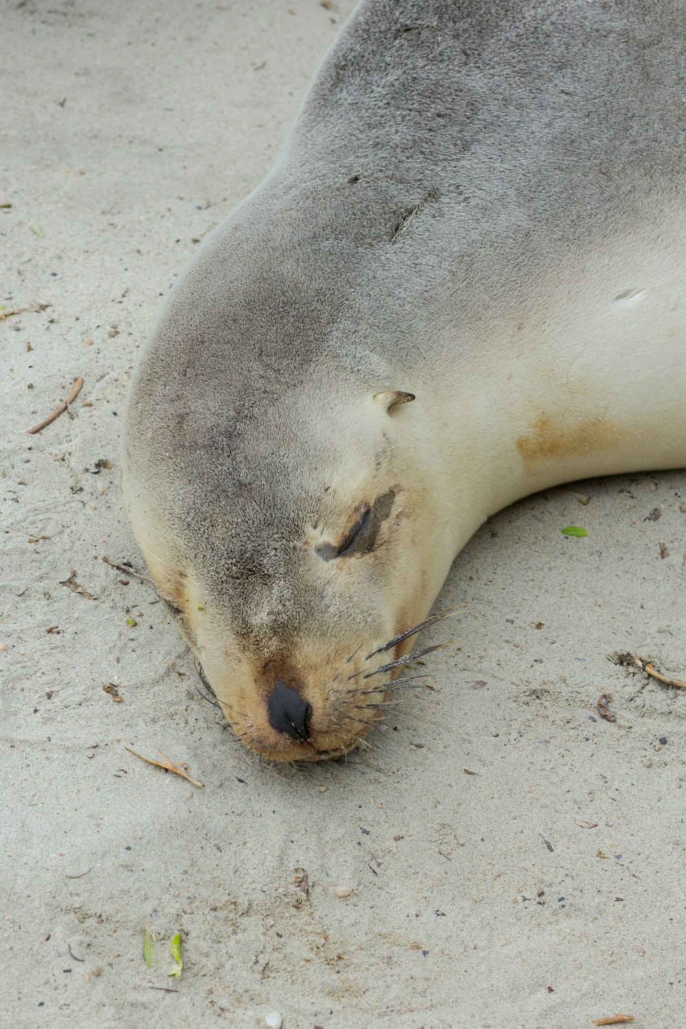 un phoque posé sur le sable les yeux fermés