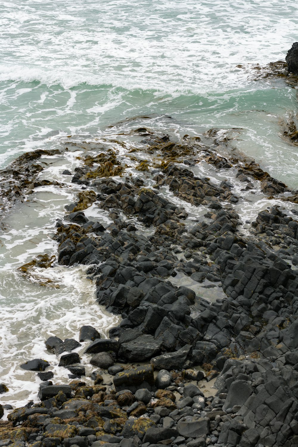 a bird sitting on a rock next to the ocean