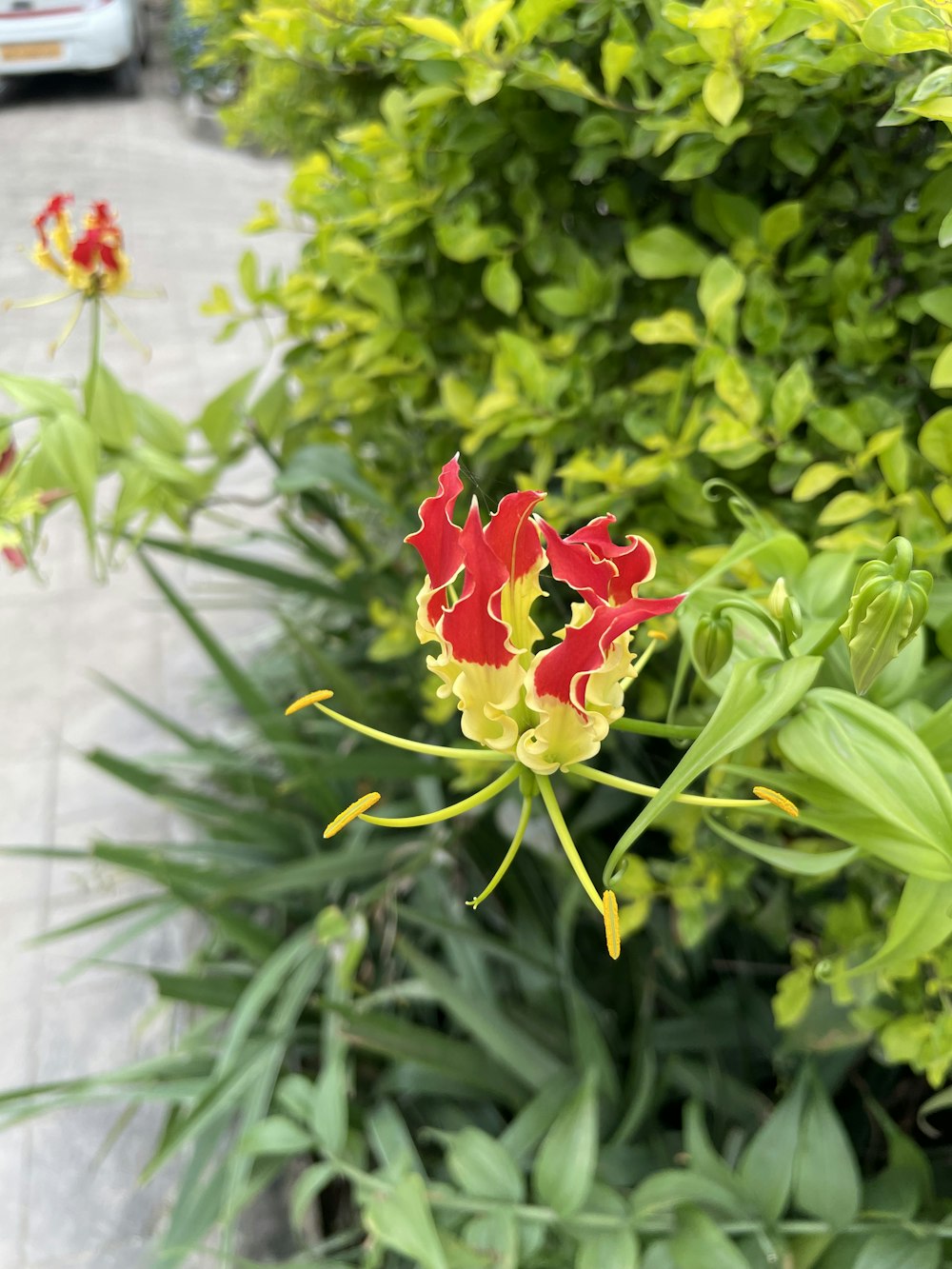 a red and yellow flower in a garden