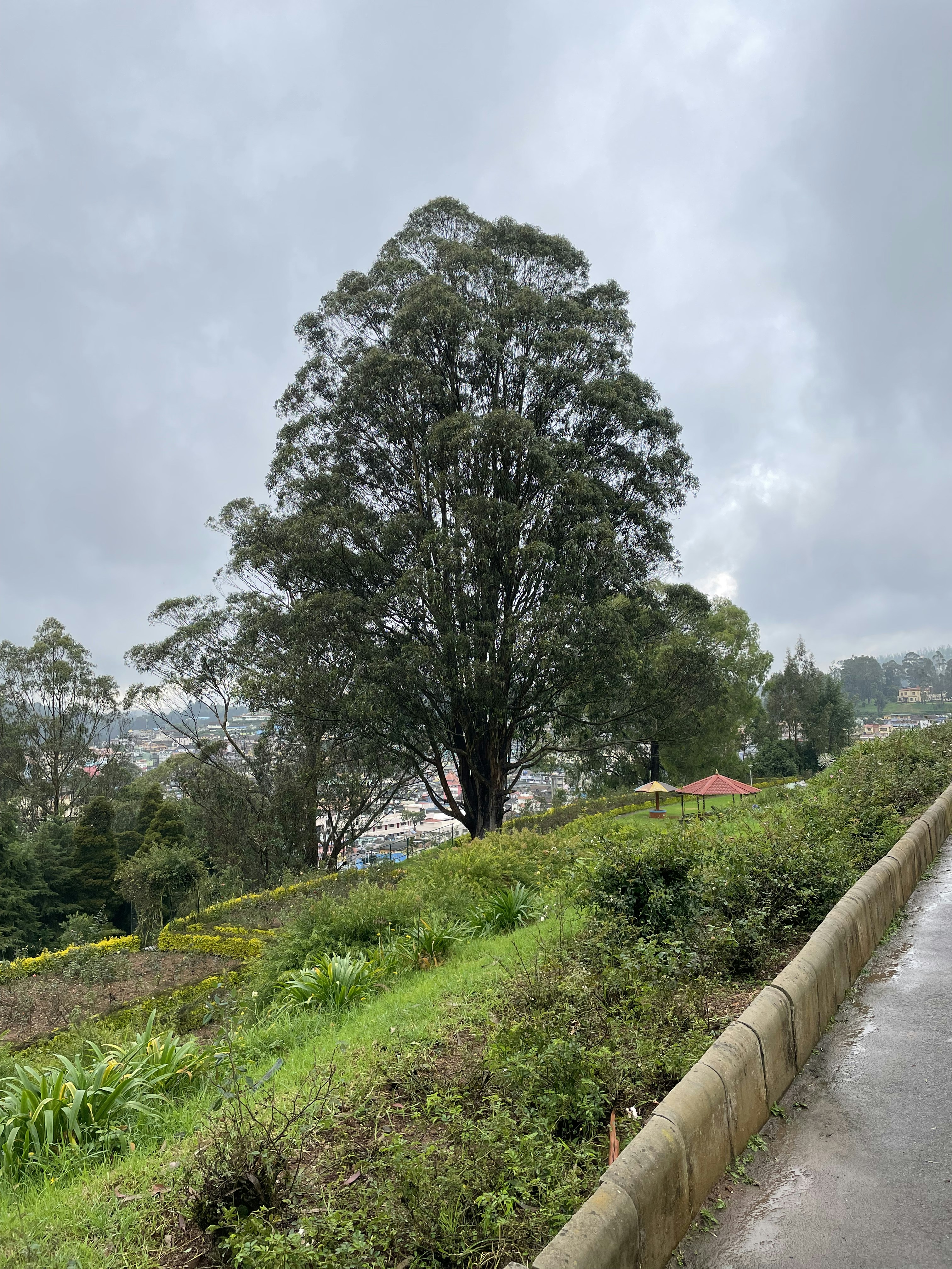 a large tree sitting on the side of a lush green hillside