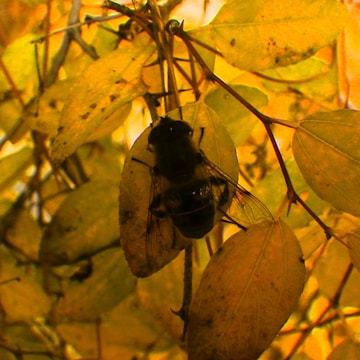 A large, dark bee is perched on yellow autumn leaves. The leaves are densely clustered, showing signs of age and decay. The bee's wings are thin and translucent, contrasting with its solid body.