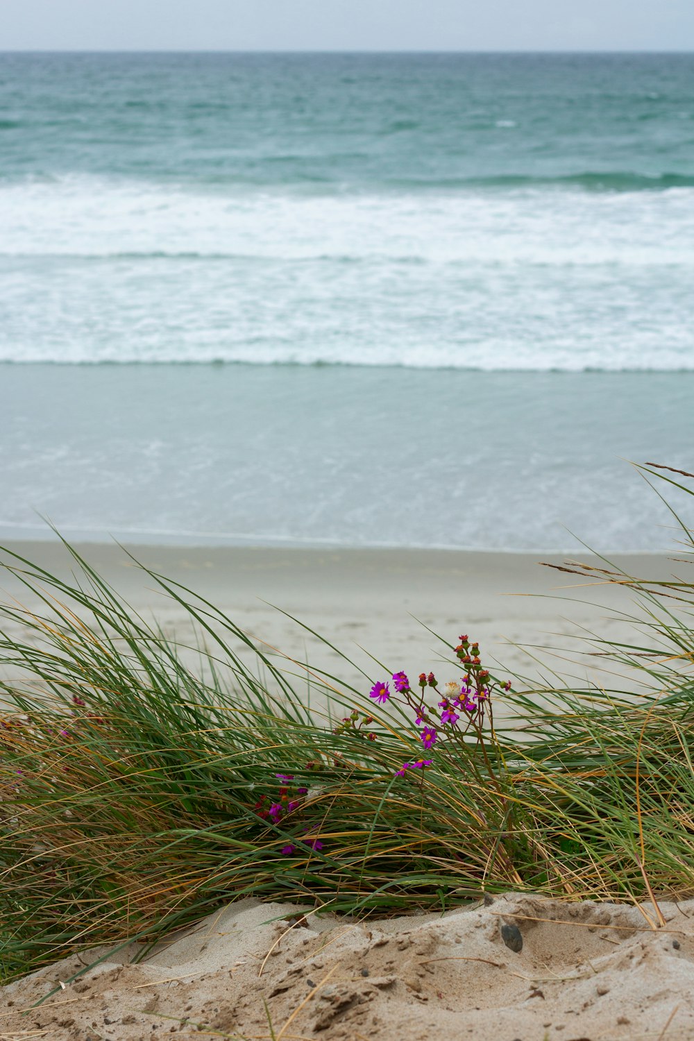 purple flowers growing out of the sand at the beach