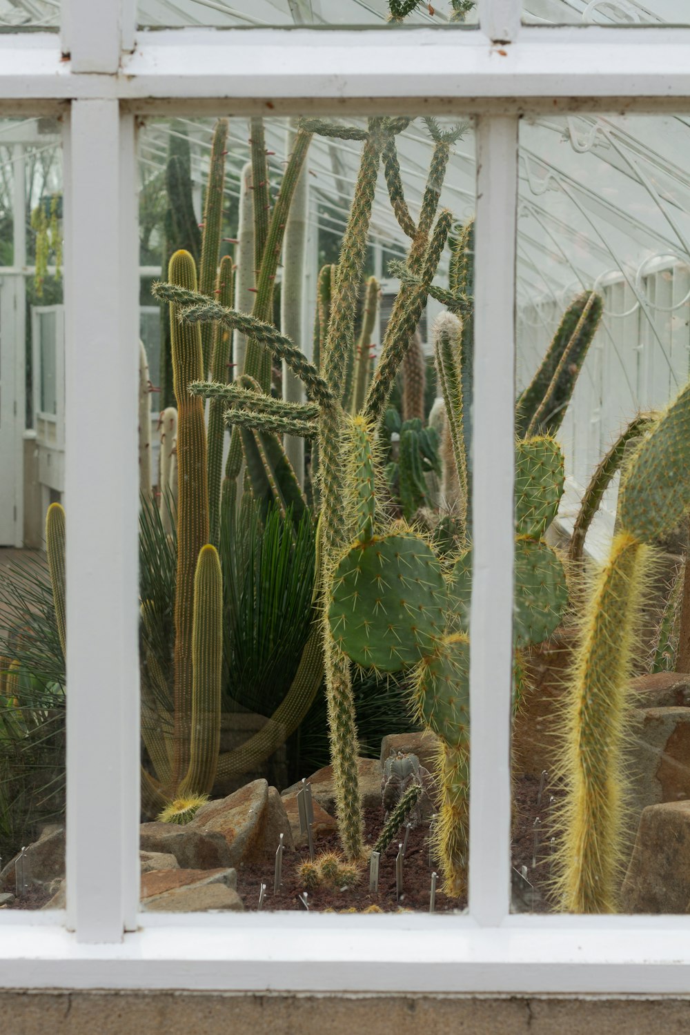 a cactus garden seen through a window in a greenhouse