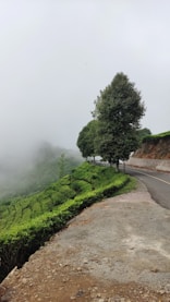 a road with a tree on the side of it