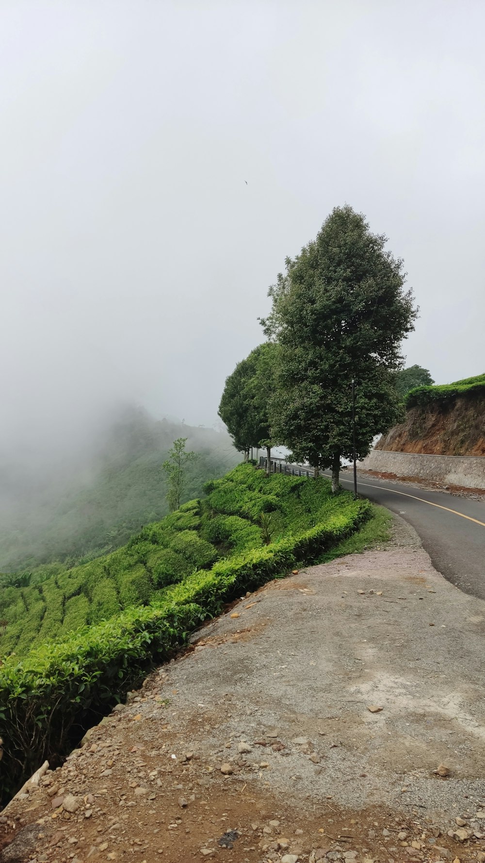 a road with a tree on the side of it