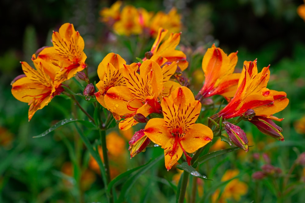 a close up of a bunch of flowers in a field