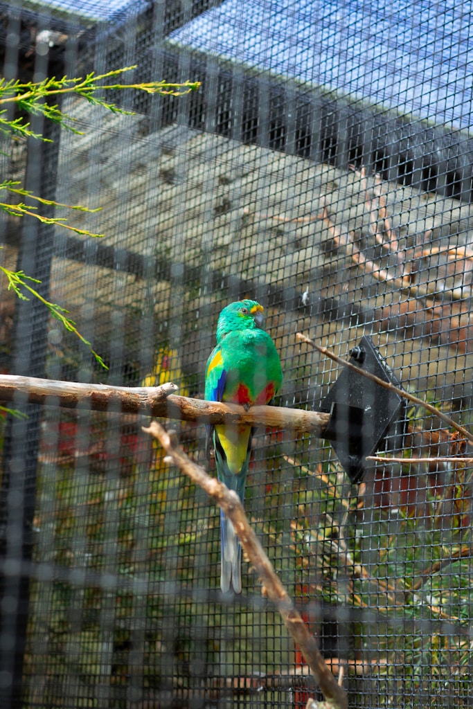 Eclectus Parrot Companion