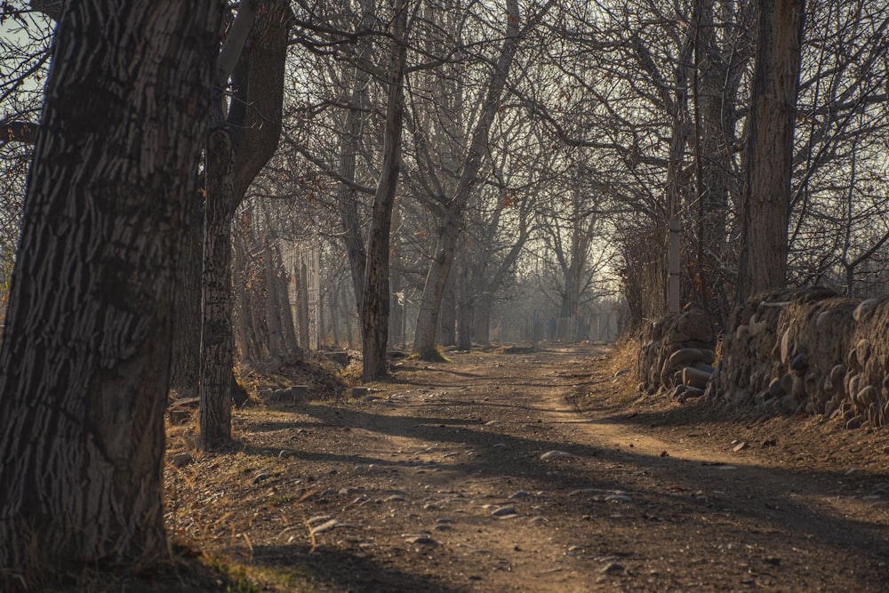 a dirt road in the middle of a forest