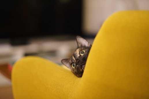 a cat peeking out from behind a yellow chair