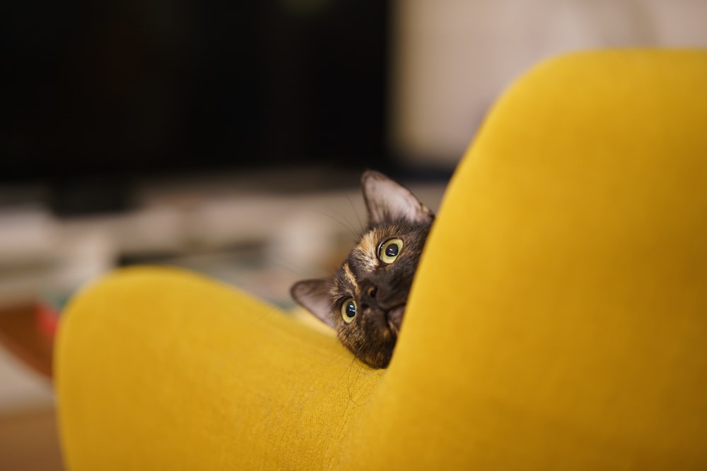 um gato espreitando por trás de uma cadeira amarela