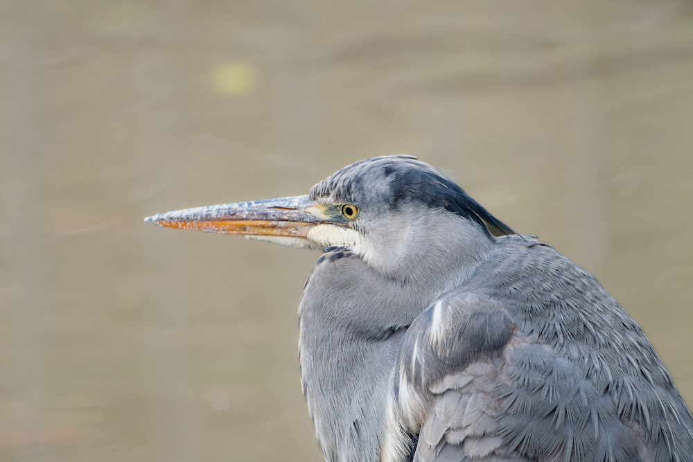 a close up of a bird with a blurry background