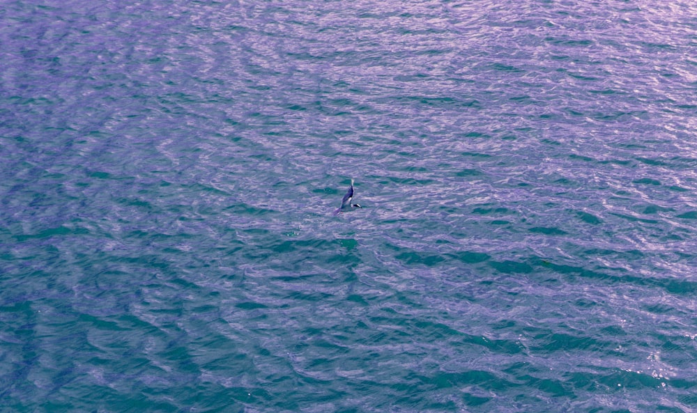 a lone bird floating in the middle of the ocean