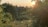 A tranquil landscape featuring a lush, green garden with a variety of plants and flowers. There is a metal fence running through the foreground. The sun is setting in the background, casting a warm glow over the scene and creating a serene atmosphere.