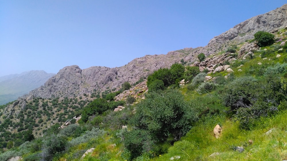 a mountain side with lots of trees and bushes