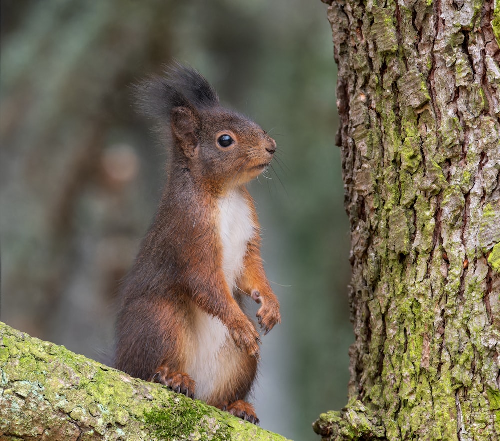 a squirrel standing on its hind legs next to a tree