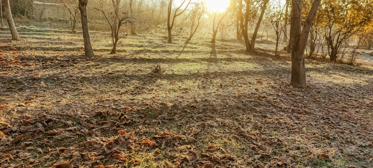 A serene morning scene with soft sunlight filtering through trees, inviting calm and reflection.