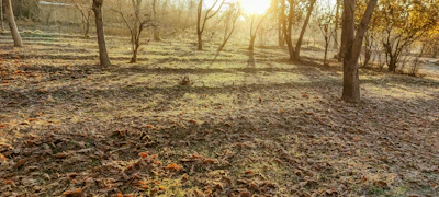 A serene sunrise over a quiet forest clearing where the retreat takes place.