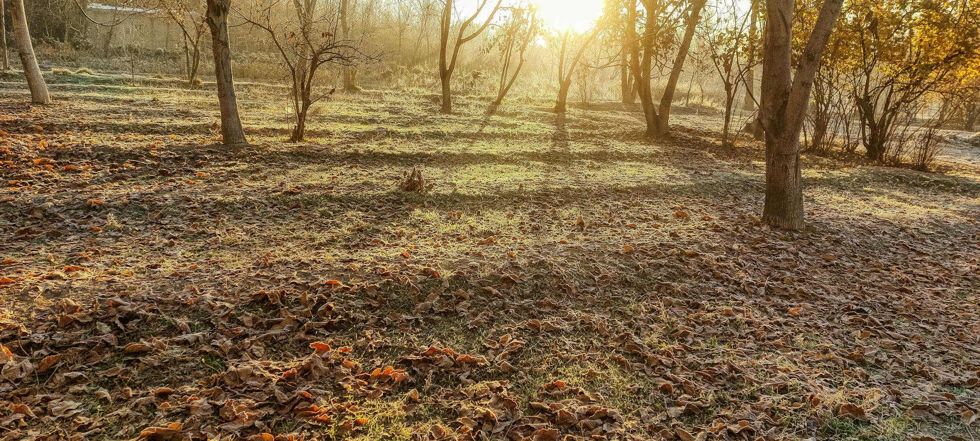A serene sunrise over a quiet forest clearing, soft golden light filtering through tall trees, inviting calm and reflection.