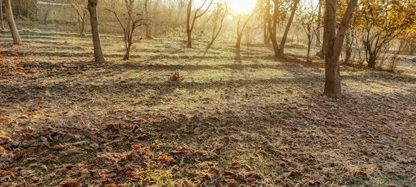 A serene forest scene at sunrise with sunlight streaming through bare trees, casting long shadows on the ground covered in fallen leaves. The atmosphere is calm and tranquil, with a golden hue from the sunlight.