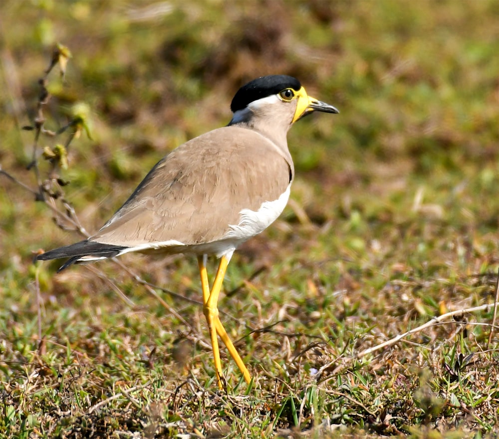 a bird standing in the grass with a yellow beak