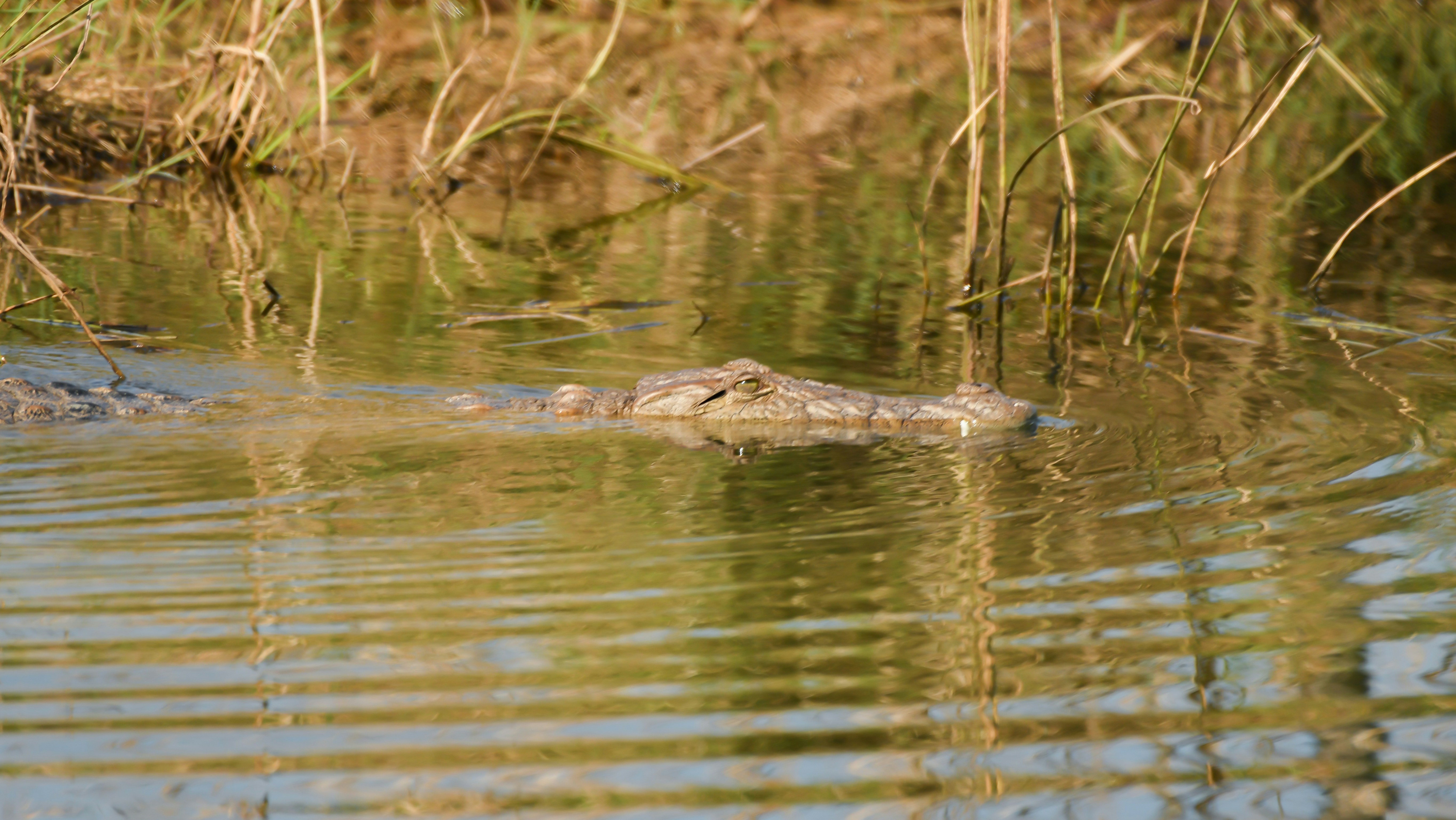 Cats vs. Crocs: Sharing the Swamp (image credits: unsplash)
