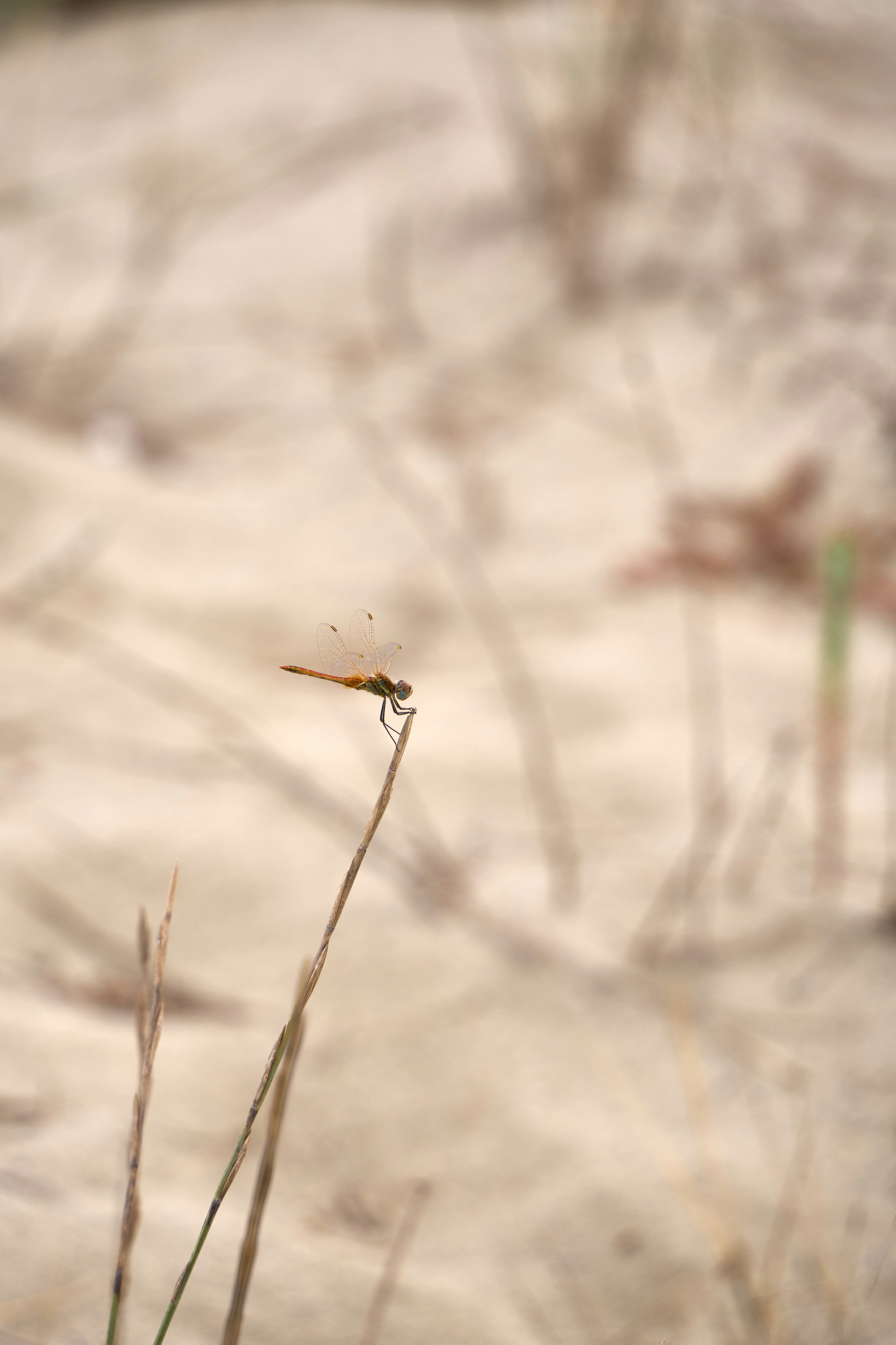 Photo by wolfgang_hasselmann