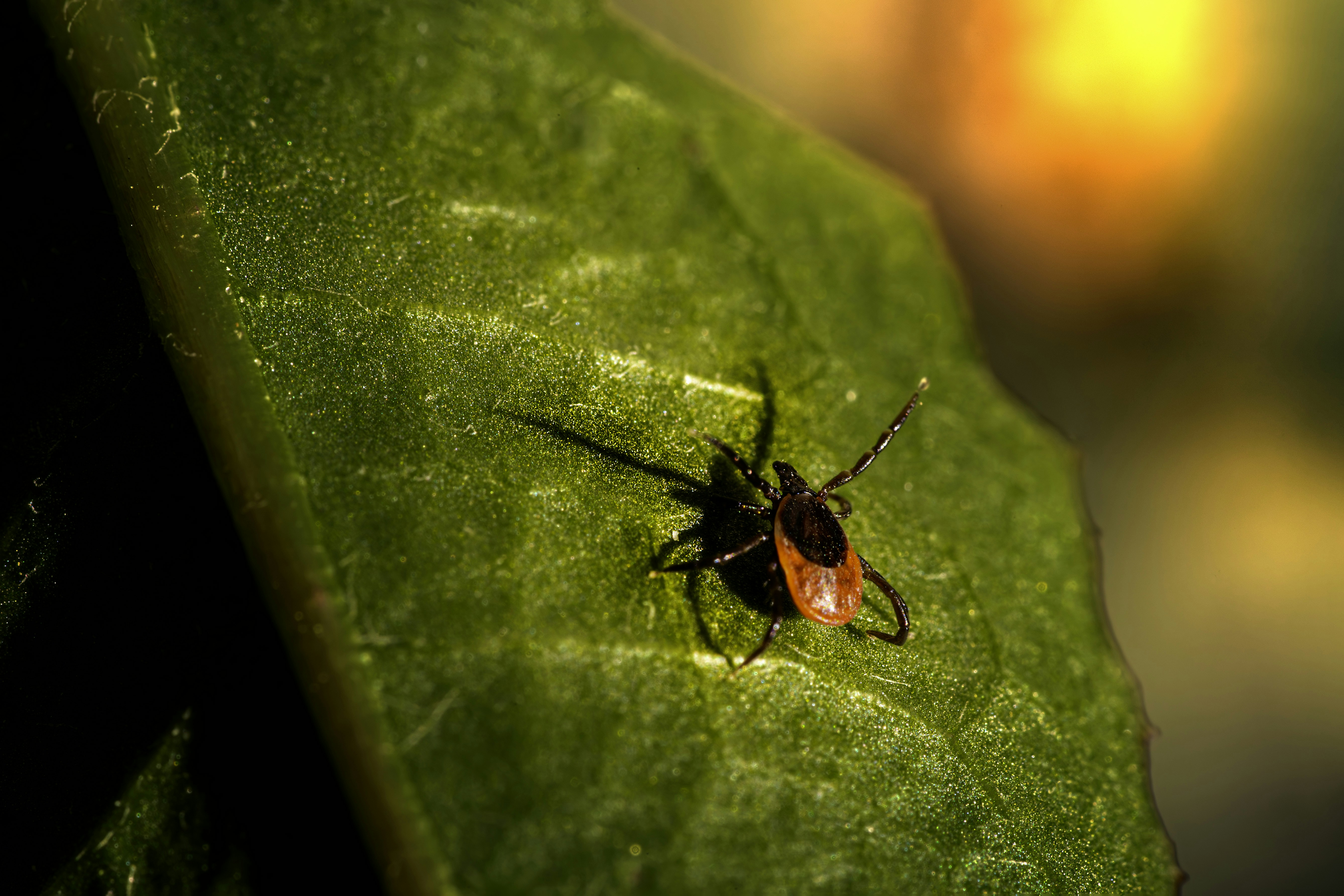 Photo by erik_karits