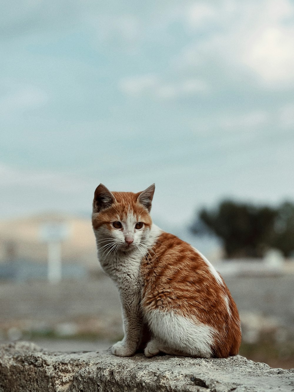 an orange and white cat sitting on top of a rock