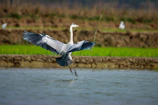 Close-up of a bird landing smoothly on soft grass, stabilizing posture.