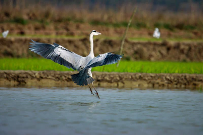Close-up of a bird landing smoothly on soft grass, stabilizing posture.