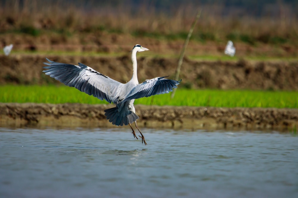 a large bird flying over a body of water