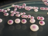 Circular colonies of bacteria with a smooth surface, displaying a gradient from light to dark purple in color, spread across a dark surface, possibly a petri dish.