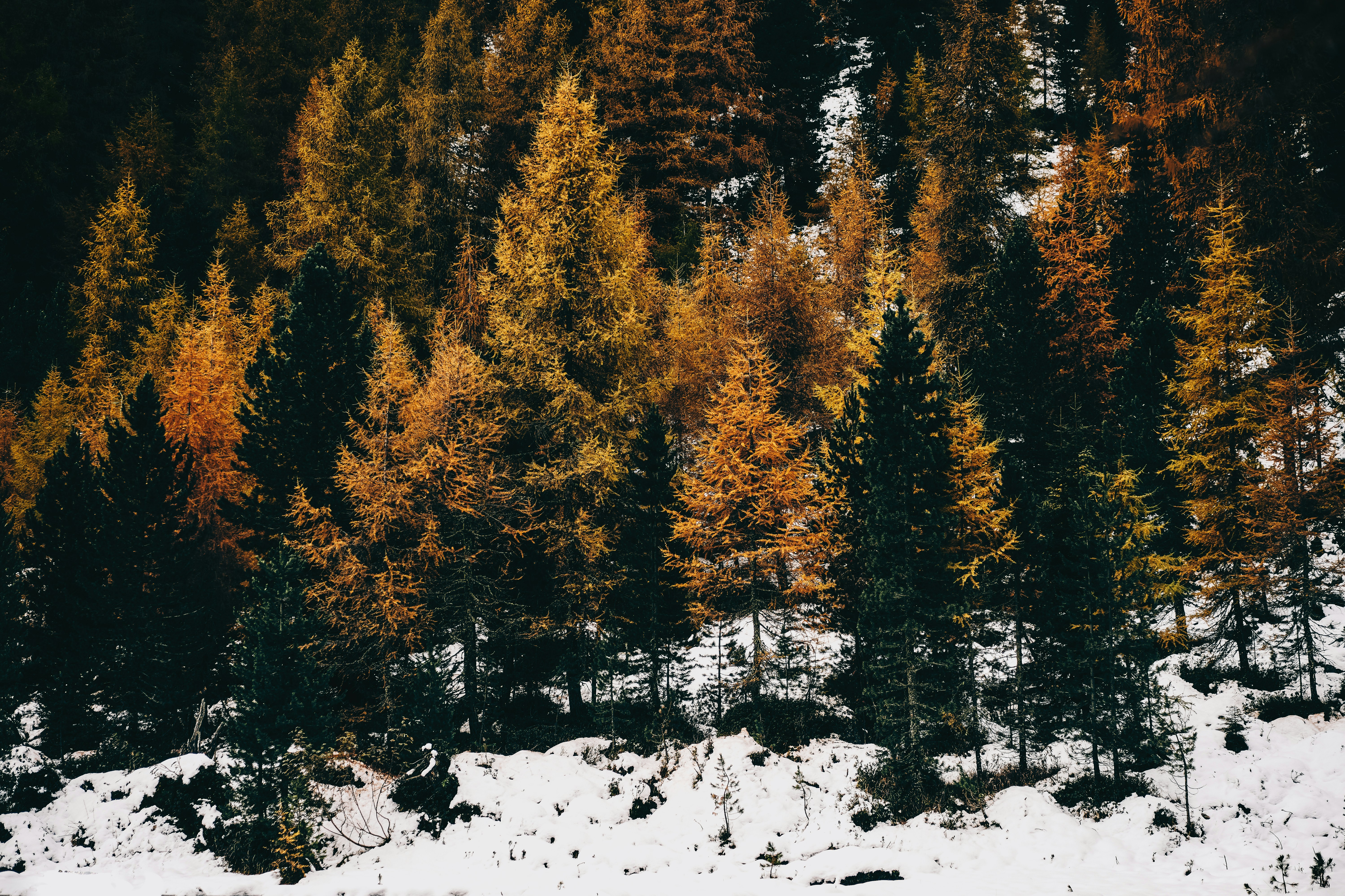 A forest filled with lots of trees covered in snow photo – Free ...