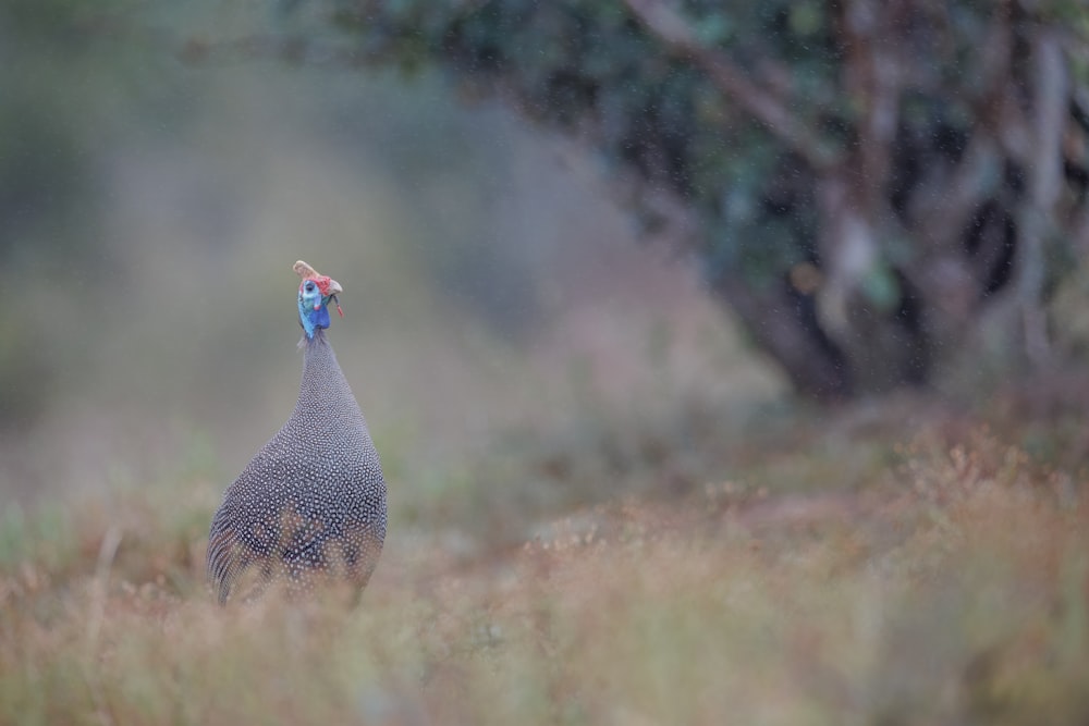 um close up de um pássaro em um campo