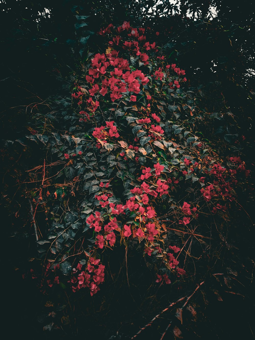 a bush with red flowers growing on it