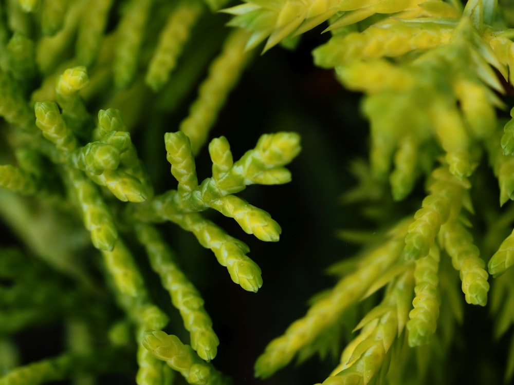 a close up of a plant with green leaves