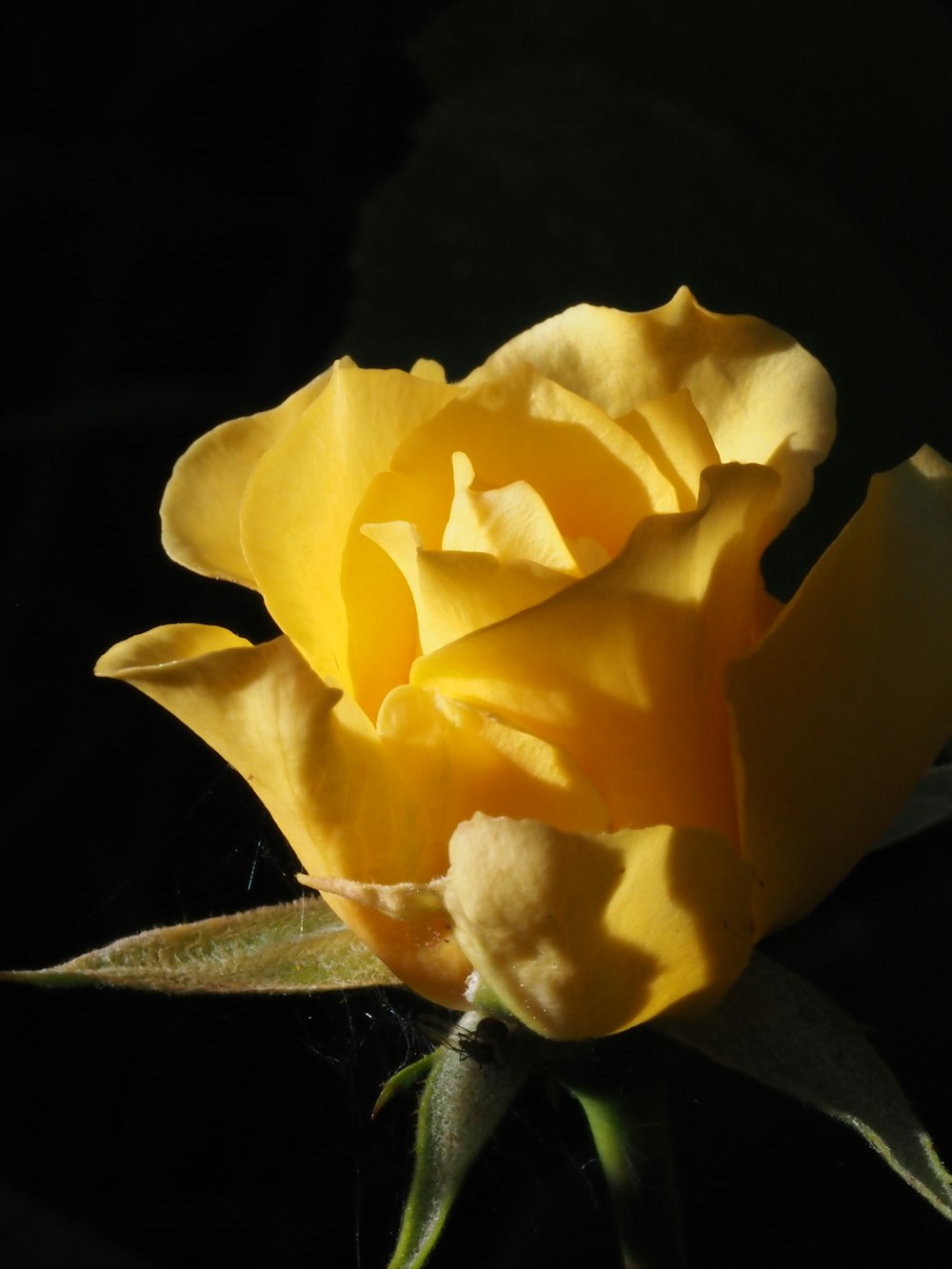 eine gelbe Rose mit dunklem Hintergrund
