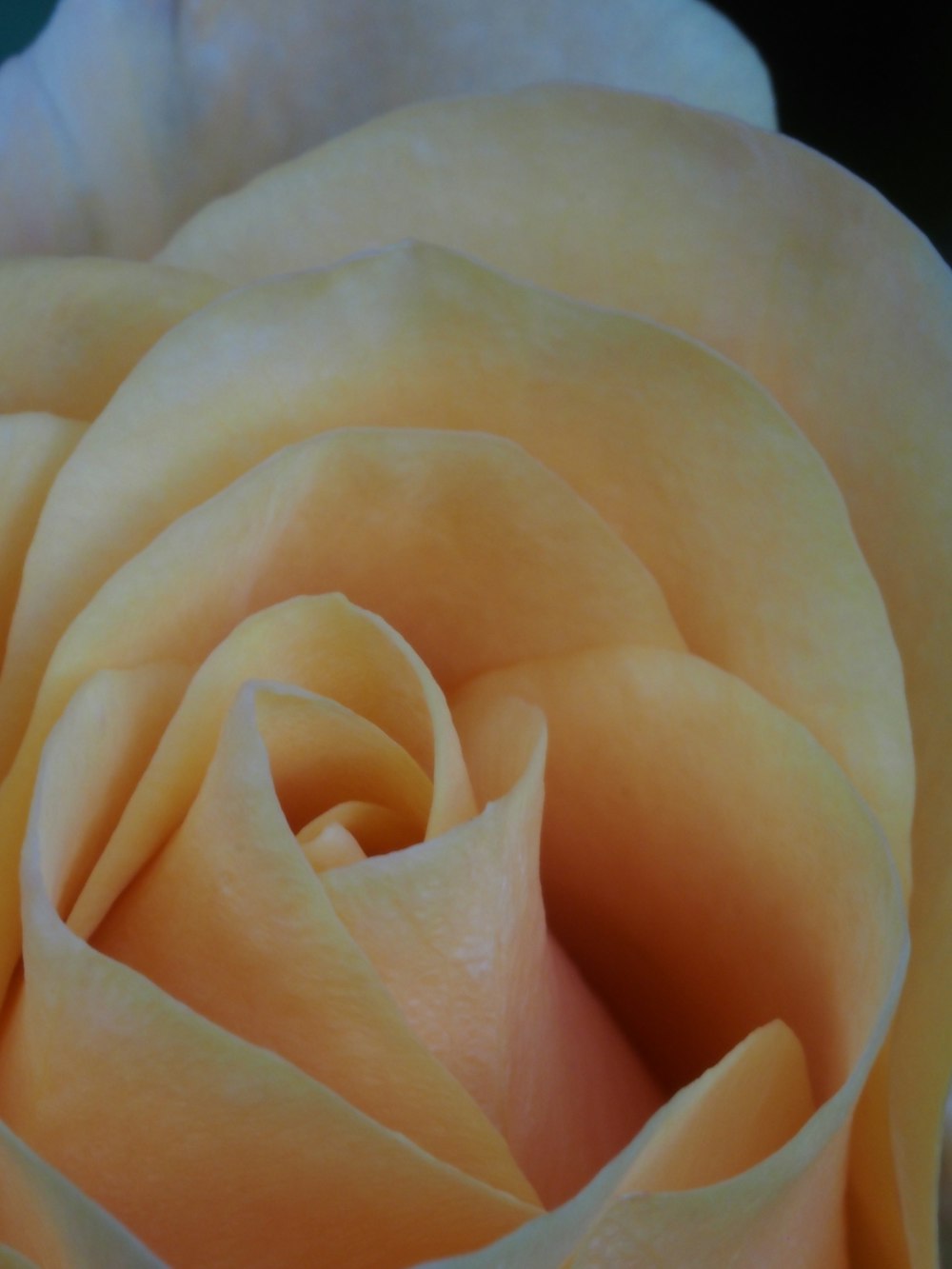 a close up view of a yellow rose