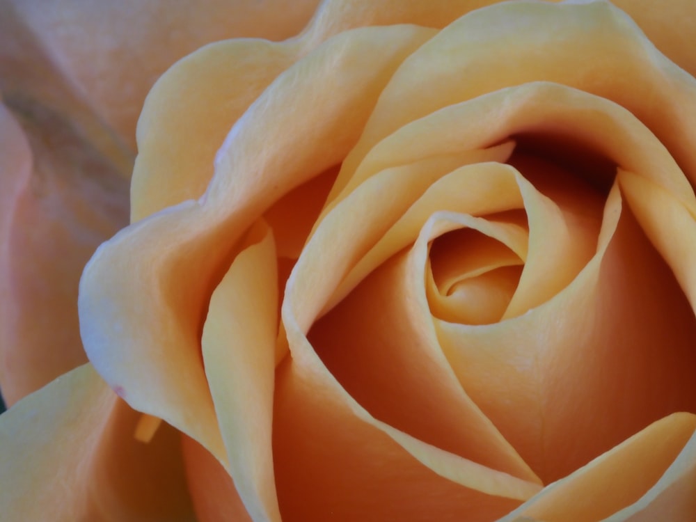 a close up view of a yellow rose