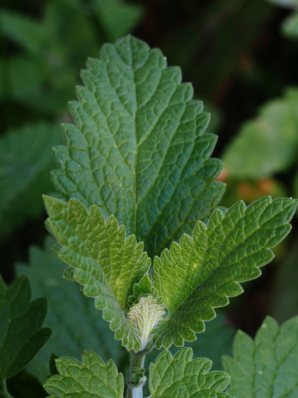 a close up of a green leaf on a plant