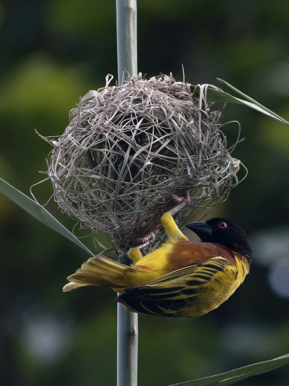 a bird is building a nest in a tree