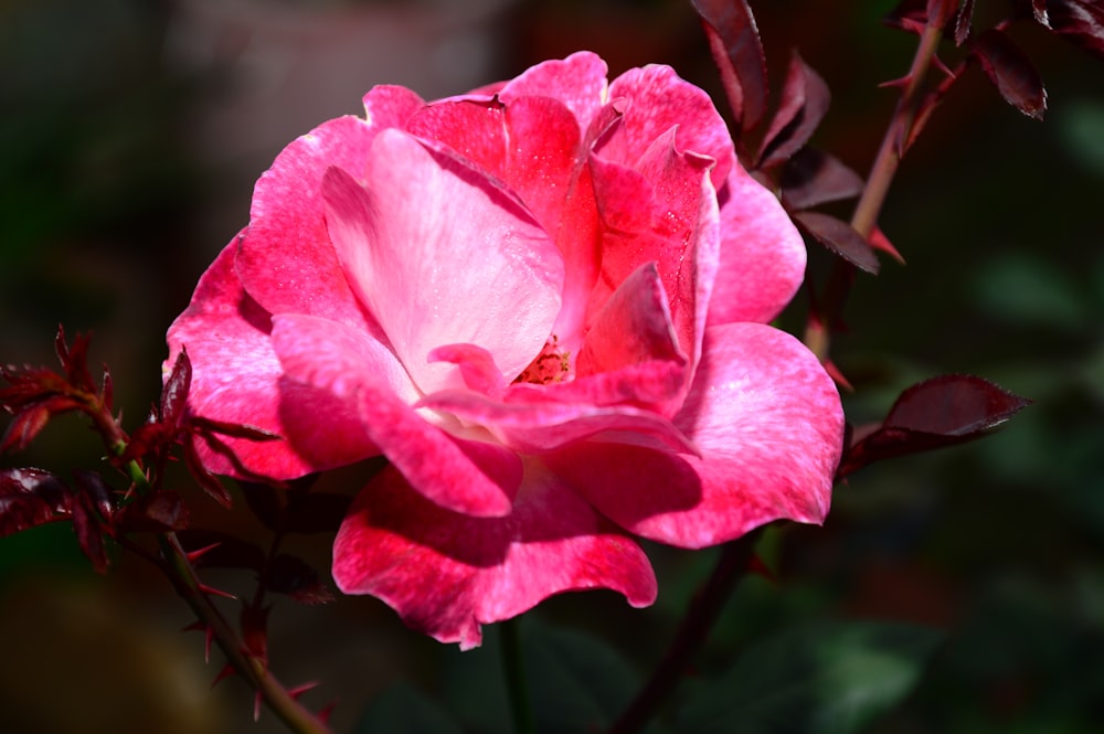 a close up of a pink flower with a blurry background