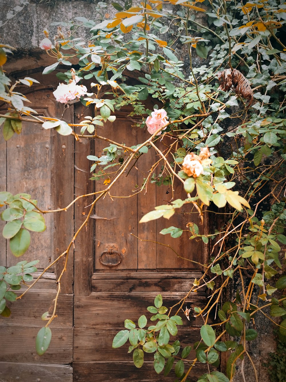 a wooden door surrounded by vines and flowers