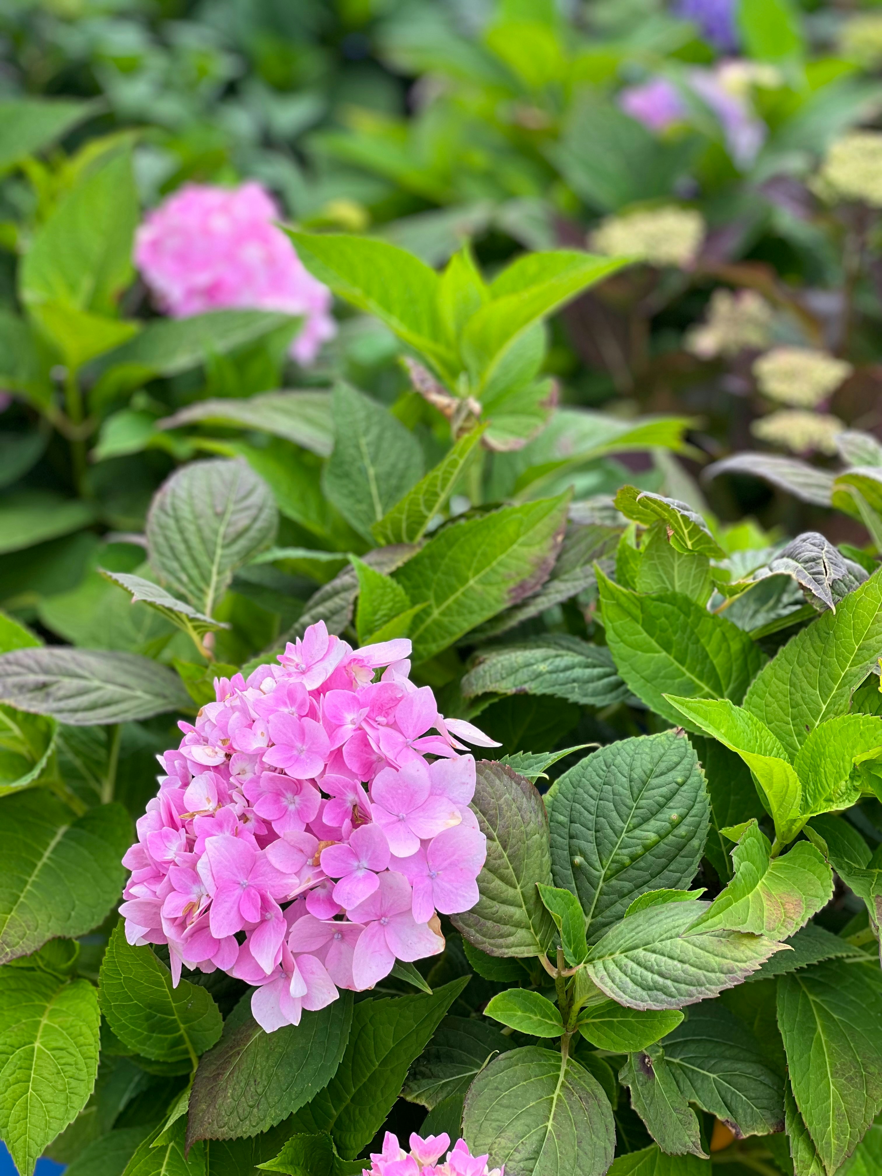 Photo by koreyzimmerman