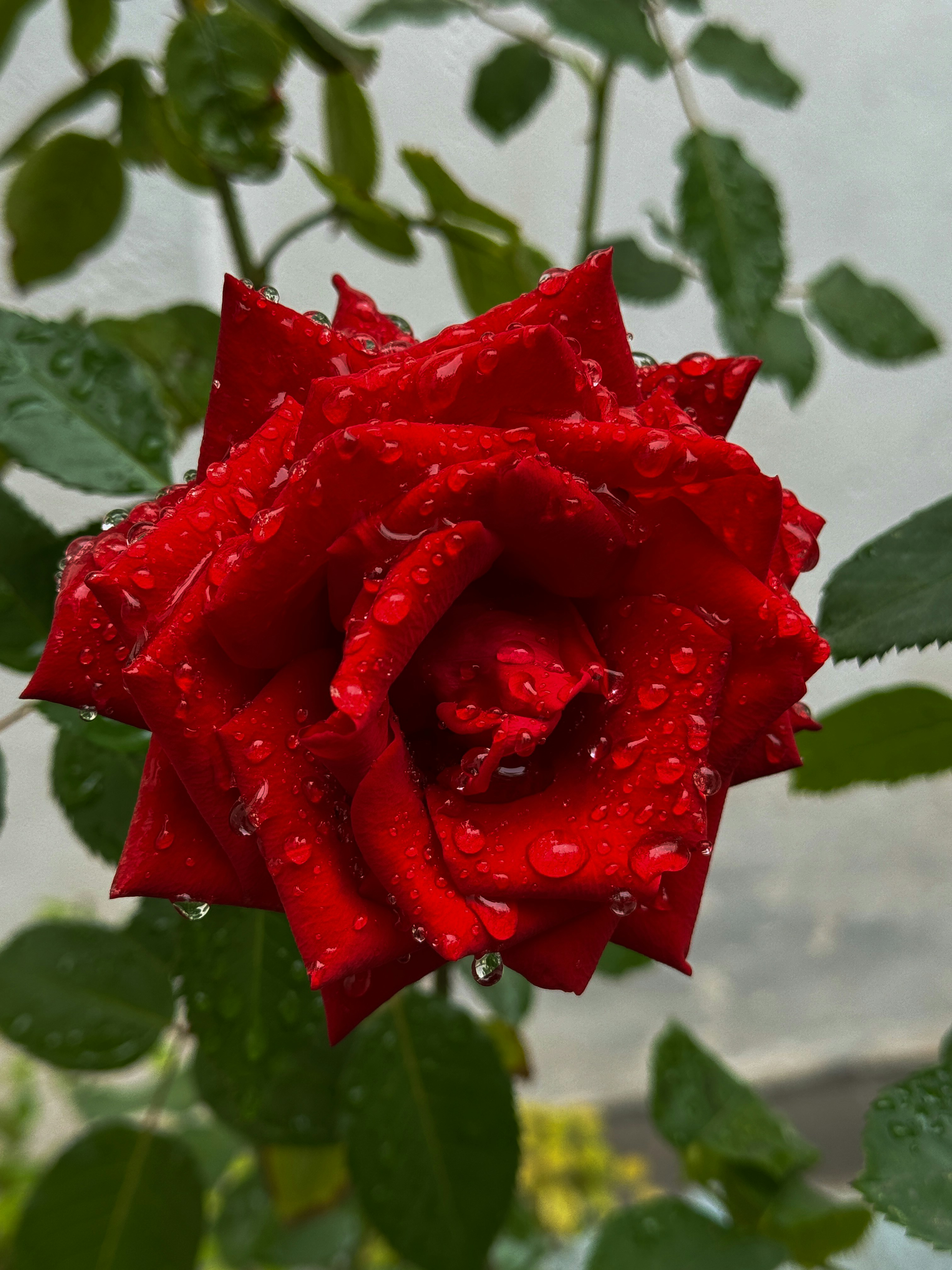 a red rose with water droplets on it