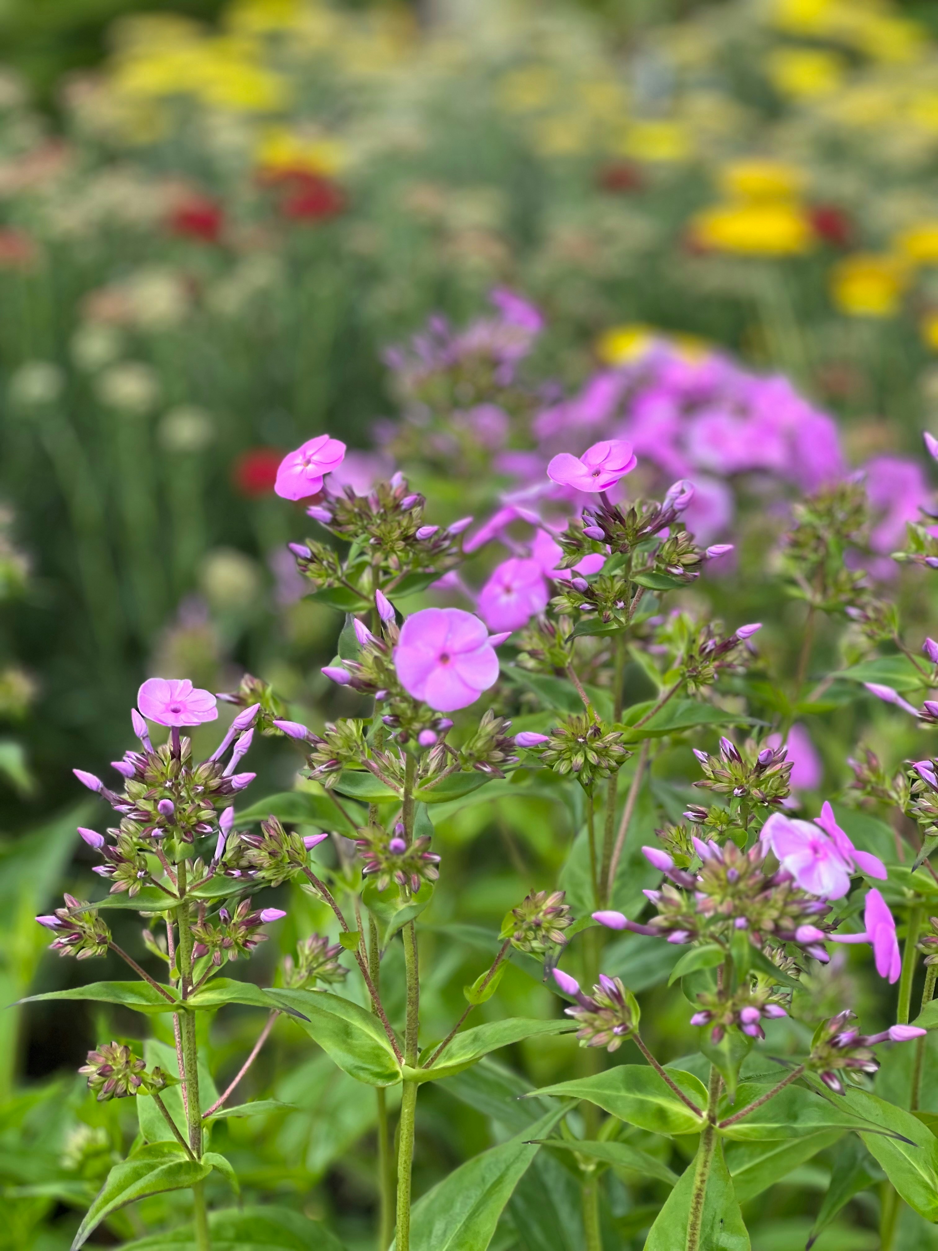 Photo by koreyzimmerman