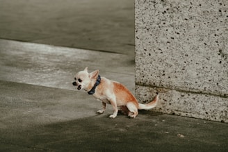 a small brown and white dog standing next to a cement wall