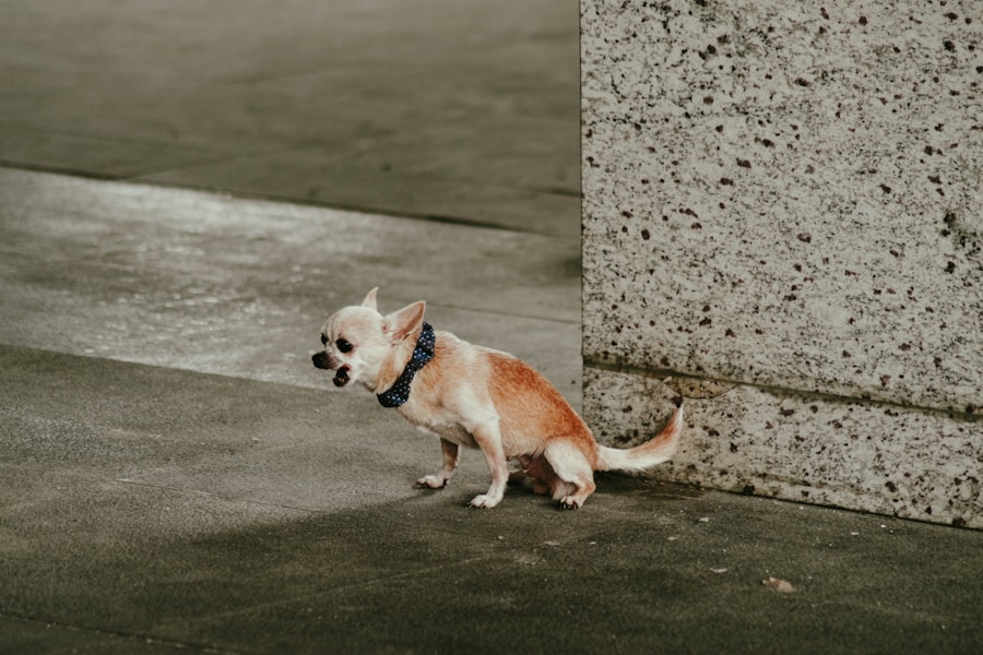 Dog Anal Gland Problems: Signs, Treatment and When to Express Them