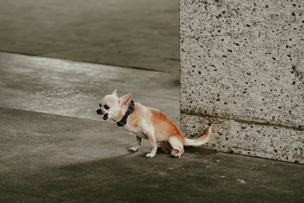 a small brown and white dog standing next to a cement wall