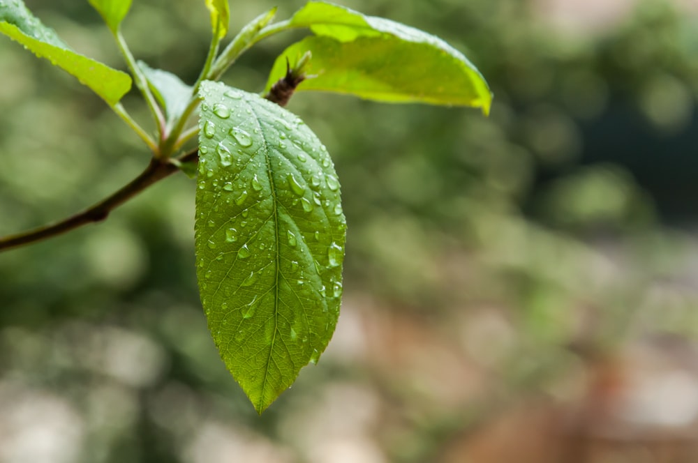 a green leaf with drops of water on it